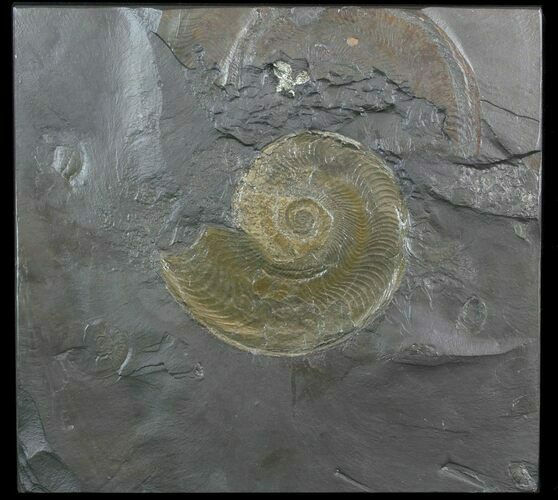 Pyritized Ammonite (Harpoceras) Fossil - Germany #51151